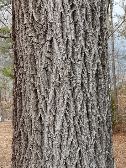 {Carya tomentosa}